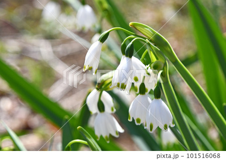 春の庭に咲くスノーフレークのかわいい白い花 101516068