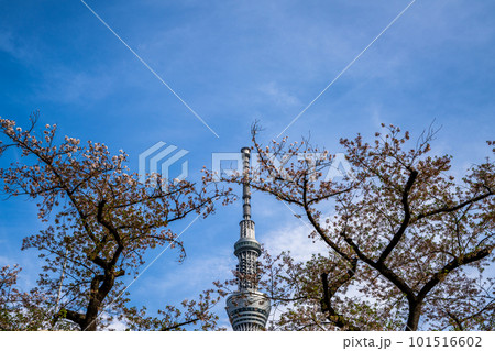 青空に映える葉桜とスカイツリー 101516602