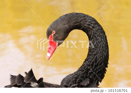 Very beautiful black swan on pond Very beautiful black swan on pond 101516701
