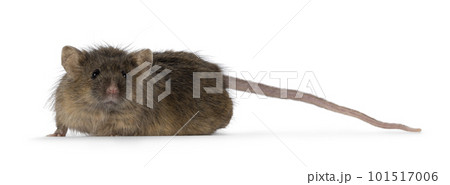 Brown mouse on white background 101517006