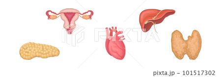 Heart, Pancreas, Thyroid, Liver and Reproductive System as Human Internal Body Part Vector Set 101517302
