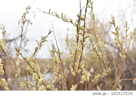 Spring earrings on a willow tree. Willow branches in spring. 101517320
