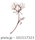 White ranunculus peony isolated on white background. Watercolor hand drawn sketch botanical illustration. Art for design 101517323