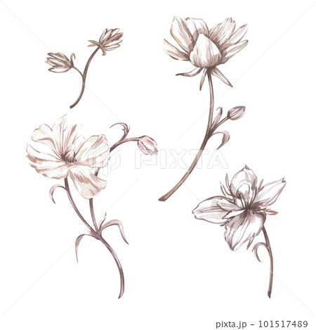 Set white ranunculus flower isolated on white background. Watercolor hand drawing botanical illustration. Art for design 101517489