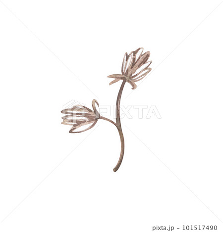 White ranunculus peony bud isolated on white background. Watercolor hand drawing botanical illustration. Art for design 101517490
