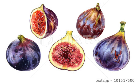 Set ripe fig fruit and slice isolated on white background. Watercolor hand drawing botanic illustration. Art for design 101517500