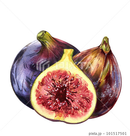 Ripe fig fruits and slice isolated on white background. Watercolor hand drawing realistic illustration. Art for design 101517501