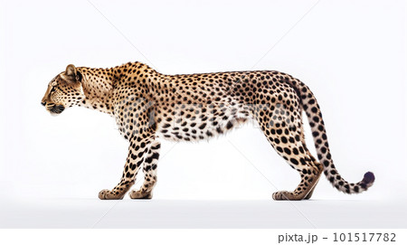 白背景のチーター 101517782