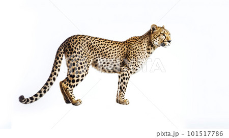 白背景のチーター 白背景のチーター 101517786