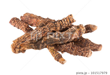 Calamus root isolated on white background. Sweet flag, sway or muskrat root, vasambu. Dry root of Acorus calamus. Calamus root isolated on white background. Sweet flag, sway or muskrat root, vasambu. Dry root of Acorus calamus. 101517979