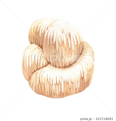 Watercolor lion mane mushroom.Hand-drawn illustration isolated on white background. Perfect concept for healthy chinese medicine popular superfood, design packing. Watercolor lion mane mushroom.Hand-drawn illustration isolated on white background. Perfect concept for healthy chinese medicine popular superfood, design packing. 101518083