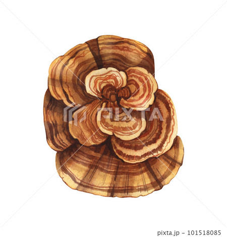 Watercolor natural trametes versicolor mushroom, the turkey tail. Hand-drawn illustration isolated on white background. Perfect concept for healthy chinese medicine popular superfood, design packing. Watercolor natural trametes versicolor mushroom, the turkey tail. Hand-drawn illustration isolated on white background. Perfect concept for healthy chinese medicine popular superfood, design packing. 101518085