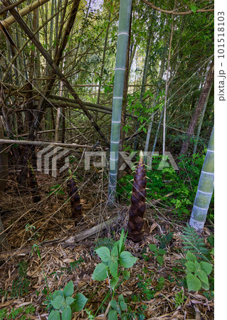 放置竹林イメージ 放置竹林イメージ 101518103