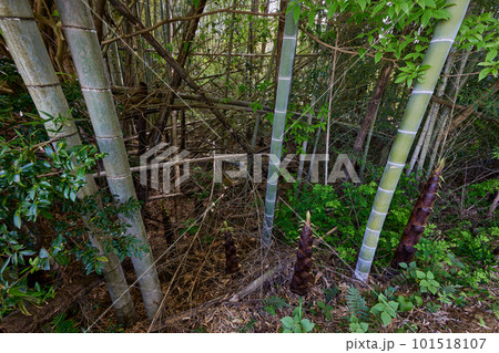 放置竹林イメージ 101518107