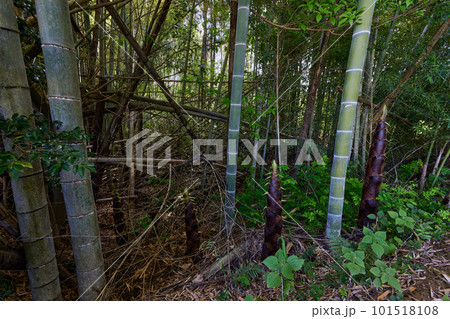 放置竹林イメージ 101518108