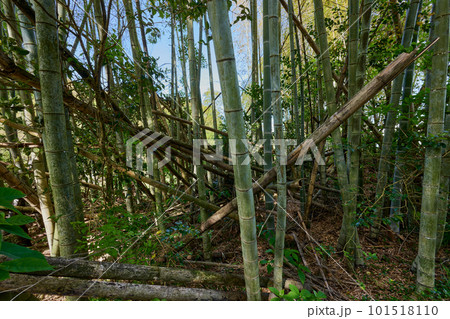 放置竹林イメージ 101518110