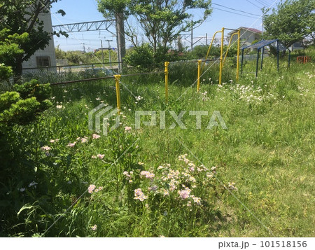 廃校になった金谷小学校の校庭に群れ咲くハルジオン、草叢に変わった校庭に佇む鉄棒たち 101518156