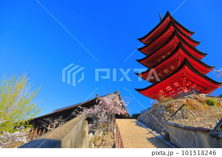 【広島県】満開の桜と厳島神社の五重塔(宮島) 【広島県】満開の桜と厳島神社の五重塔(宮島) 101518246