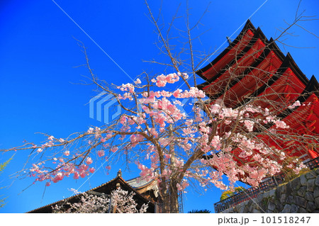 【広島県】満開の桜と厳島神社の五重塔(宮島) 【広島県】満開の桜と厳島神社の五重塔(宮島) 101518247