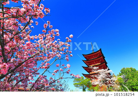 【広島県】満開の桜と厳島神社の五重塔（宮島） 101518254