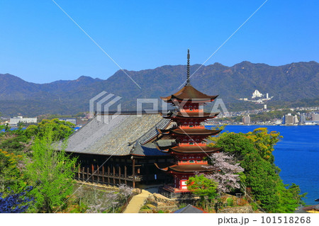 【広島県】満開の桜と厳島神社の五重塔と豊国神社（宮島） 101518268