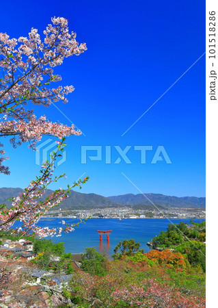 【広島県】満開の桜と厳島神社大鳥居（宮島） 101518286