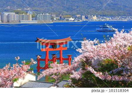 【広島県】満開の桜と厳島神社大鳥居（宮島） 101518304