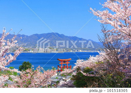 【広島県】満開の桜と厳島神社大鳥居（宮島） 101518305