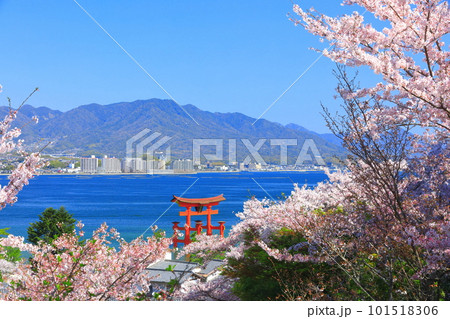 【広島県】満開の桜と厳島神社大鳥居（宮島） 101518306