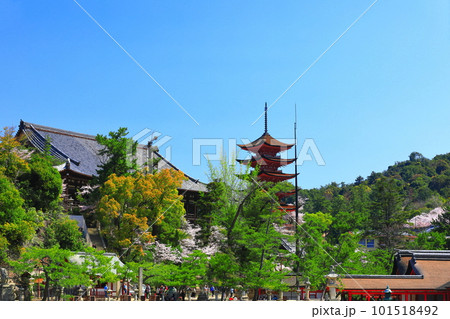 【広島県】満開の桜と厳島神社の五重塔と豊国神社（宮島） 101518492