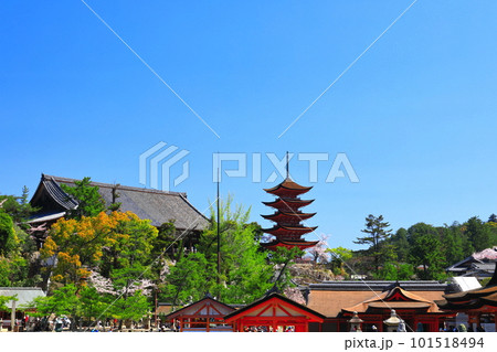 【広島県】満開の桜と厳島神社の五重塔と豊国神社（宮島） 101518494