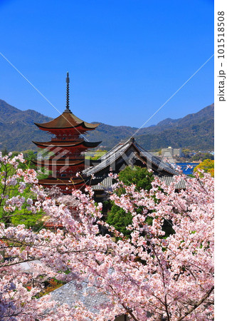 【広島県】満開の桜と厳島神社の五重塔と豊国神社(宮島) 【広島県】満開の桜と厳島神社の五重塔と豊国神社(宮島) 101518508