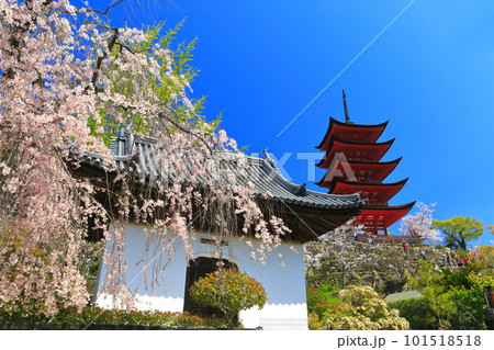 【広島県】満開の桜と厳島神社の五重塔（宮島） 101518518
