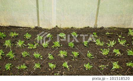 Spinach seedlings Spinacia oleracea young planting bio detail greenhouse foil field root soil crop farm farming garden organic agriculture growing agricultural farmer fresh vegetables Europe 101518520