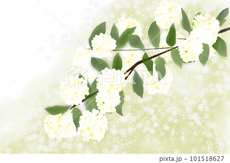 小手毬(コデマリ)の花カード2 小手毬(コデマリ)の花カード2 101518627