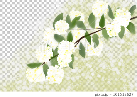 小手毬(コデマリ)の花カード2 小手毬(コデマリ)の花カード2 101518627