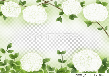 小手毬(コデマリ)の花カード1 小手毬(コデマリ)の花カード1 101518628