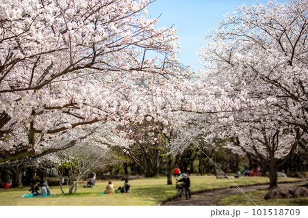満開の桜並木と花見 101518709