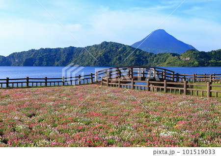 【鹿児島県】薩摩の池田湖に咲くお花畑と開聞岳(薩摩富士) 【鹿児島県】薩摩の池田湖に咲くお花畑と開聞岳(薩摩富士) 101519033