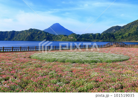 【鹿児島県】薩摩の池田湖に咲くお花畑と開聞岳（薩摩富士） 101519035