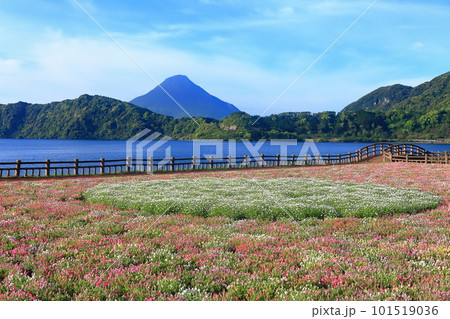 【鹿児島県】薩摩の池田湖に咲くお花畑と開聞岳(薩摩富士) 【鹿児島県】薩摩の池田湖に咲くお花畑と開聞岳(薩摩富士) 101519036