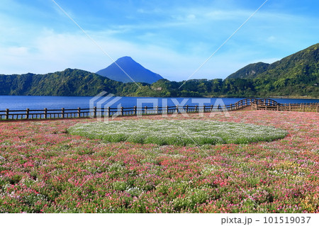 【鹿児島県】薩摩の池田湖に咲くお花畑と開聞岳(薩摩富士) 【鹿児島県】薩摩の池田湖に咲くお花畑と開聞岳(薩摩富士) 101519037