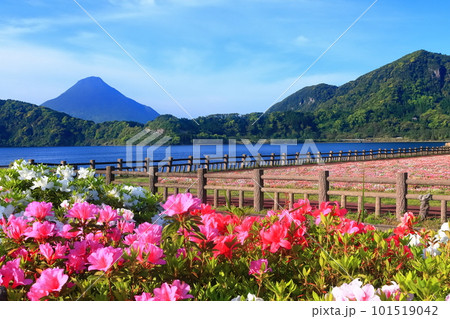 【鹿児島県】薩摩の池田湖に咲くお花畑と開聞岳（薩摩富士） 101519042