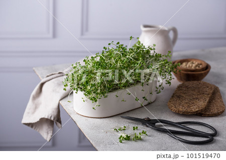 Microgreen in growing container, healthy trendy food 101519470