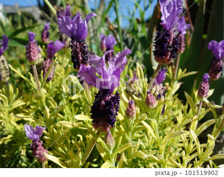 フレンチラベンダー 101519902