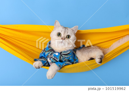 Cute white cat in blue shirt lie in a fabric hammock isolated on blue background Cute white cat in blue shirt lie in a fabric hammock isolated on blue background 101519962