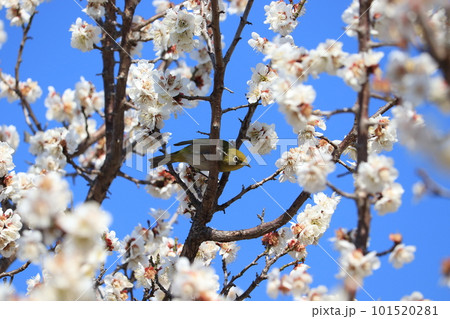 梅の蜜を吸うメジロ 梅の蜜を吸うメジロ 101520281