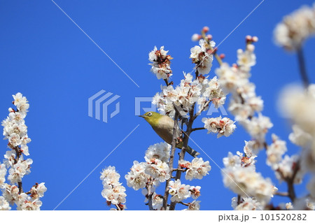 梅の蜜を吸うメジロ 101520282