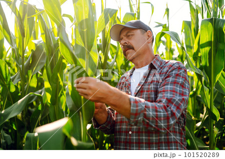 Farmer standing in corn field examining crop. Harvest care concept. 101520289
