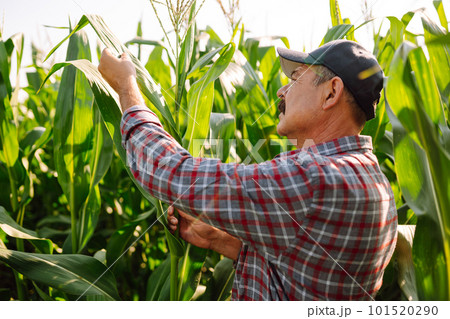 Farmer standing in corn field examining crop. Harvest care concept. 101520290